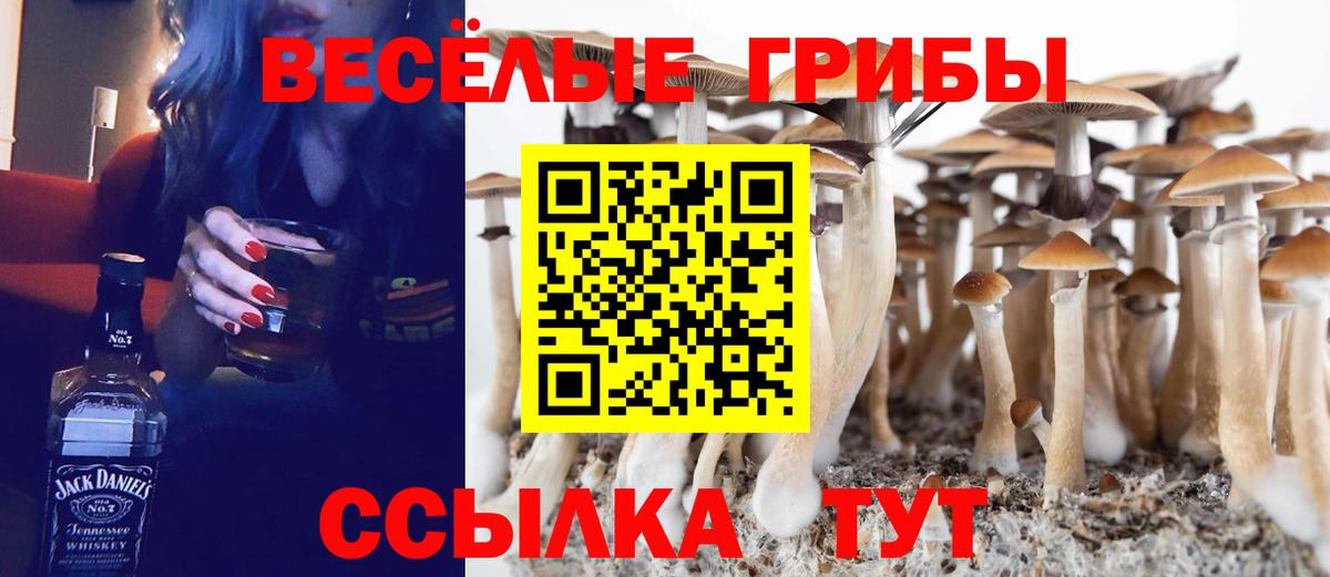 где купить наркоту  Псилоцибиновые грибы Cubensis  Вход с VPN  Сертолово 
